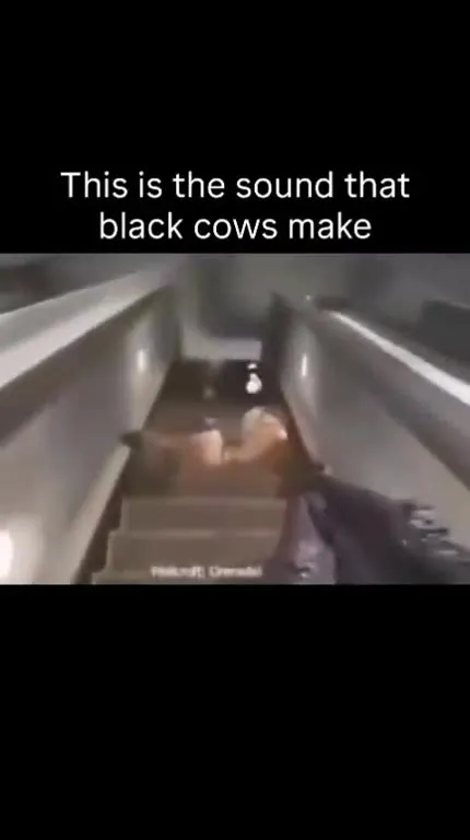 Sound That Black Cows Make