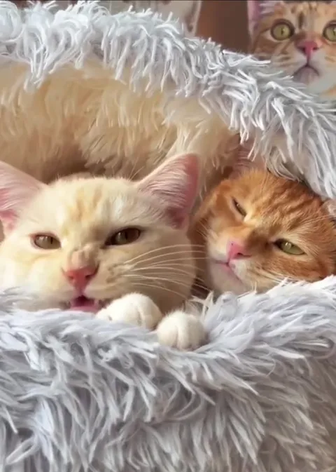 Кот будит спящего друга