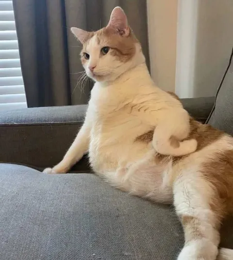 Кот, который слишком по-человечески сидит
