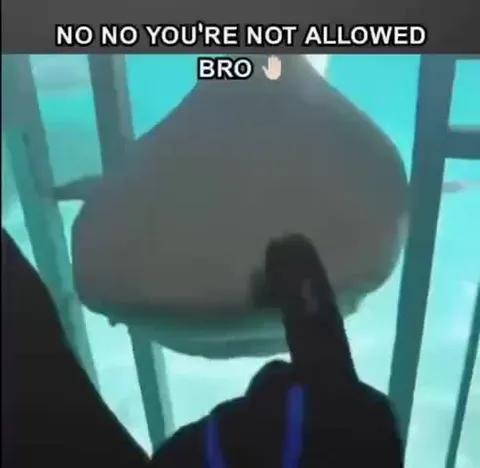 No No You're Not Allowed Bro