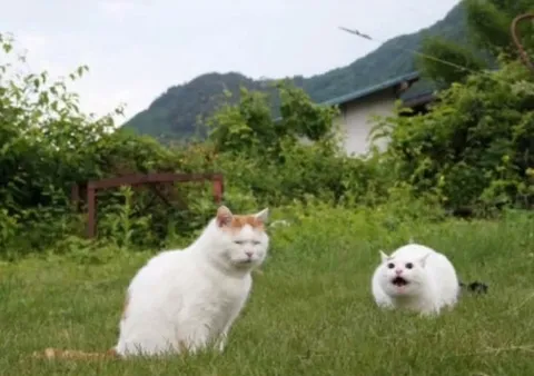 Кричащий кот в саду