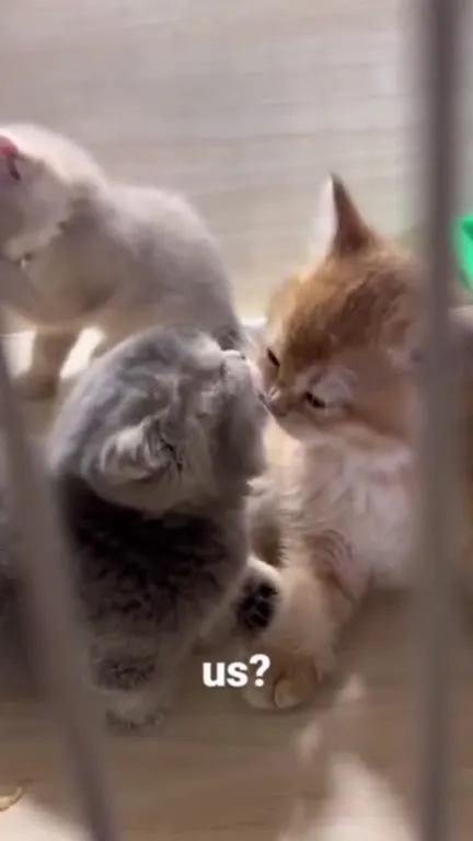 Us? Kittens Cuddling