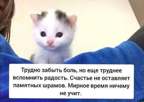 Котёнок о боли и счастье