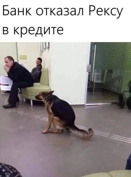 Рексу отказали в кредите