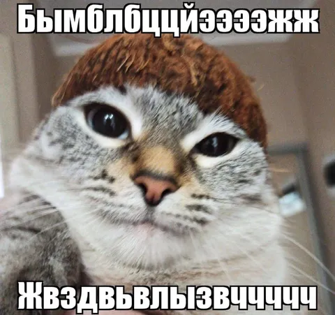 Бессмысленный кот в шапке
