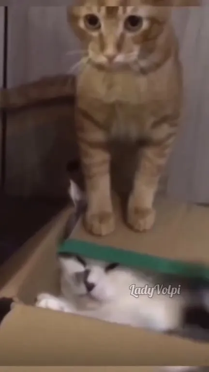 Кот защищает укрытие