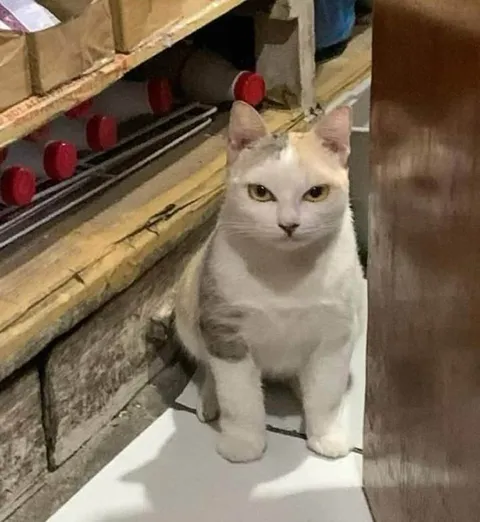 Суровый кот за прилавком