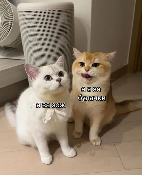 Кот за ЗОЖ и булочки