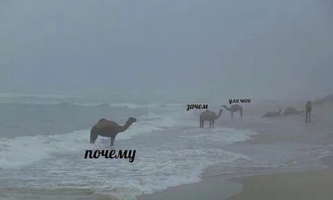 Почему? Зачем? Для чего?