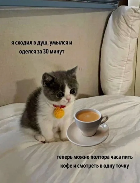 Кот пьёт кофе и смотрит в точку