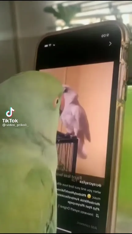 Parrot Meets the Morning Bird