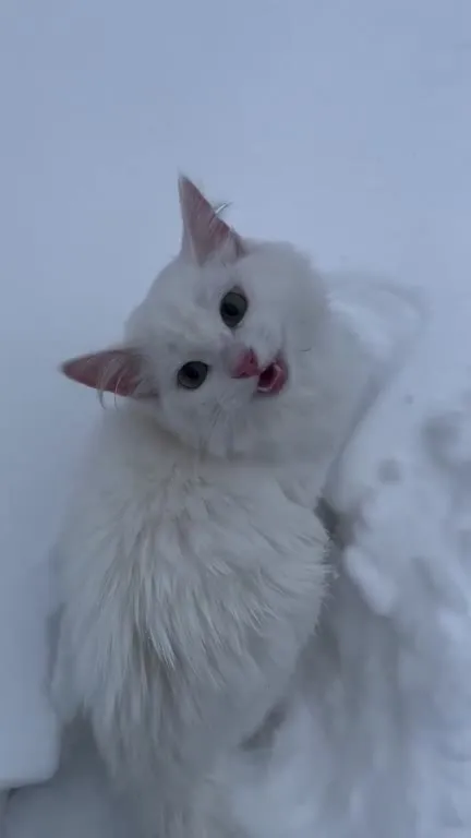 Белый котёнок в снегу