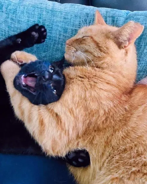 Рыжий кот душит чёрного котёнка