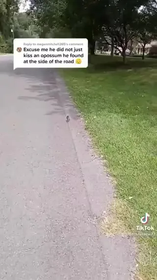 Kissing a Roadside Opossum