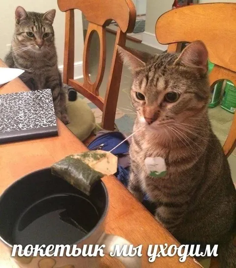 Котики уходят после покетыка