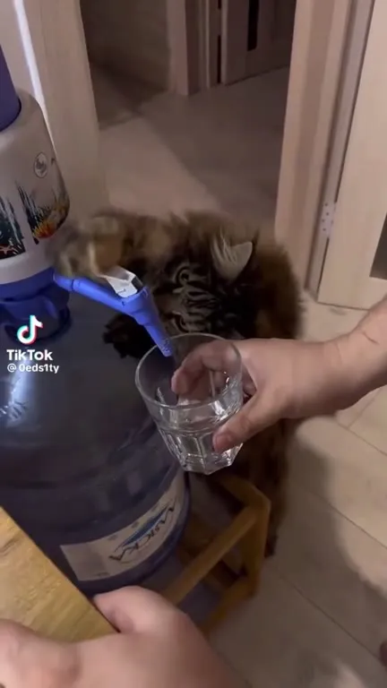 Кот наливает воду себе