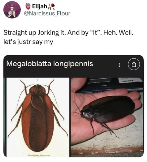 Megaloblatta Longipennis Joke