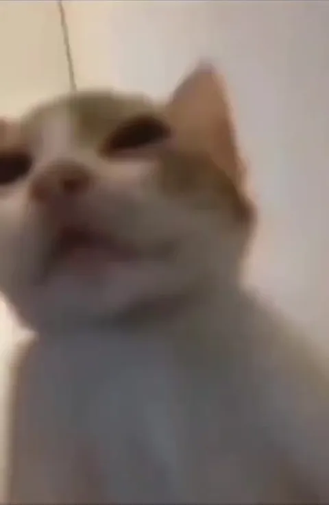 Кот смотрит в душу