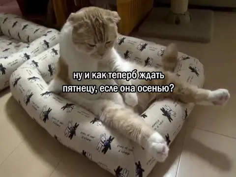 Кот ждёт пятницу осенью
