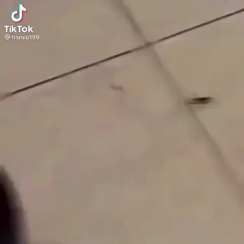 Робот-пылесос выходит на охоту