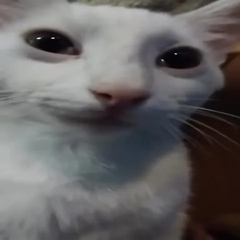 Кот приближается к камере