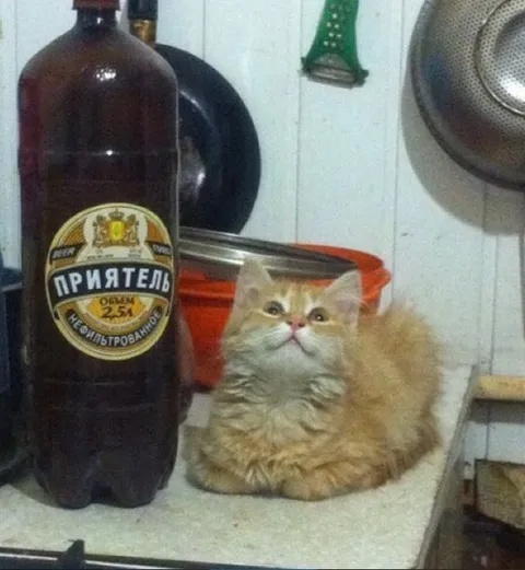 Кот охраняет приятель