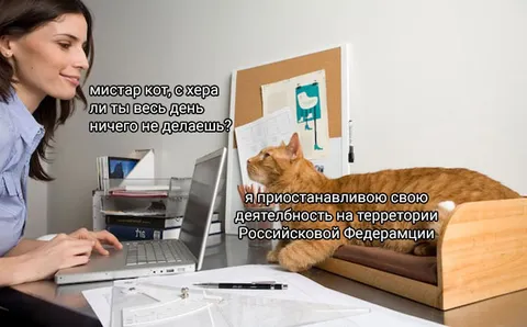 Кот приостанавливает деятельность
