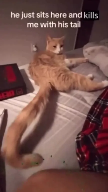 Cat Tail Slowly Destroys Everything