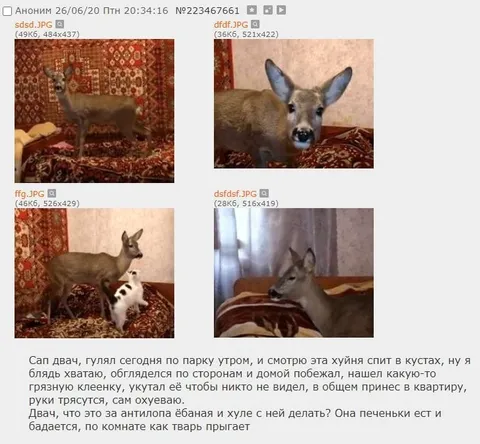 Антилопа из парка в квартире