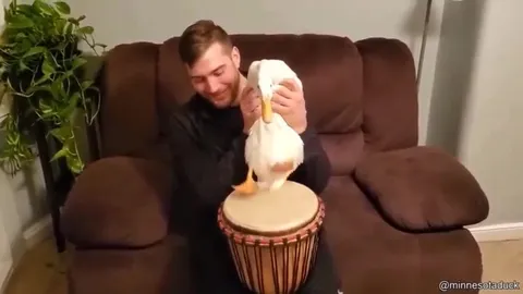 Утка играет на барабане