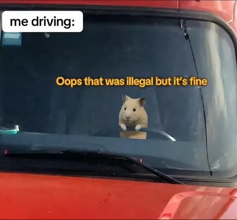 Hamster Driving Illegally