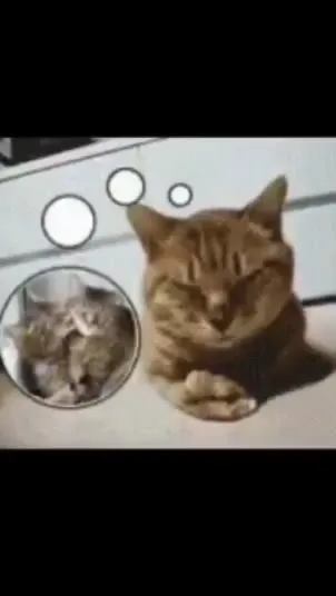 Кот грустит по котёнку