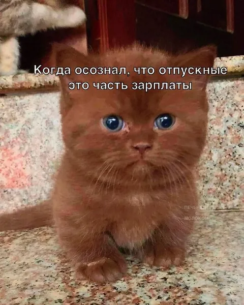 Кот узнал про отпускные