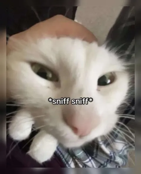 Cat Sniffing Your Smell