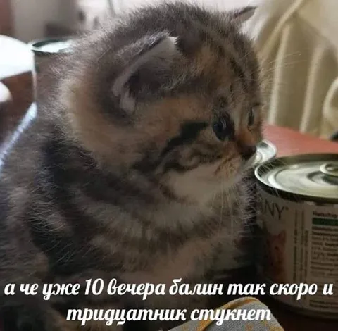 Коту скоро тридцатник