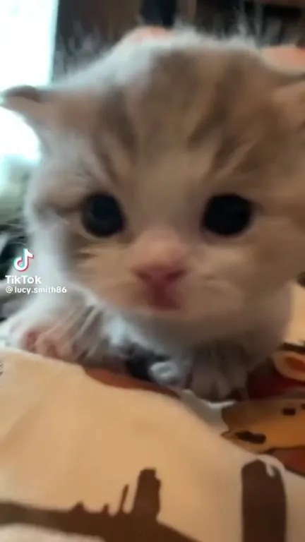 Котёнок громко мяукает