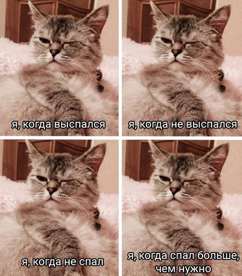 Кот в любом состоянии сна