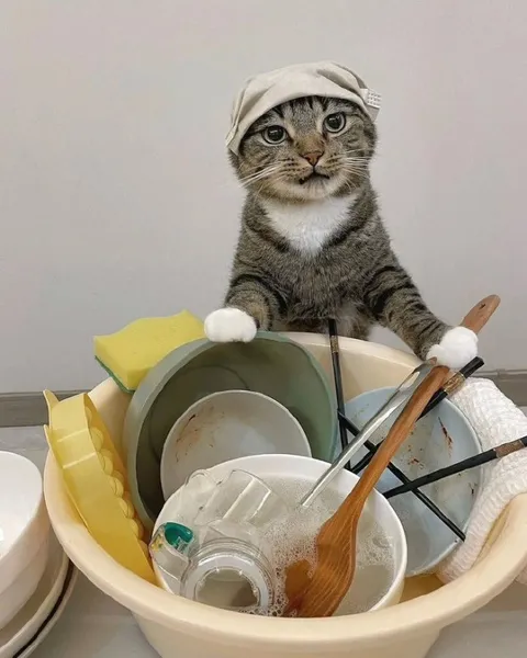 Кот моет посуду