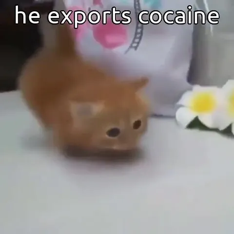 He Exports Cocaine Cat