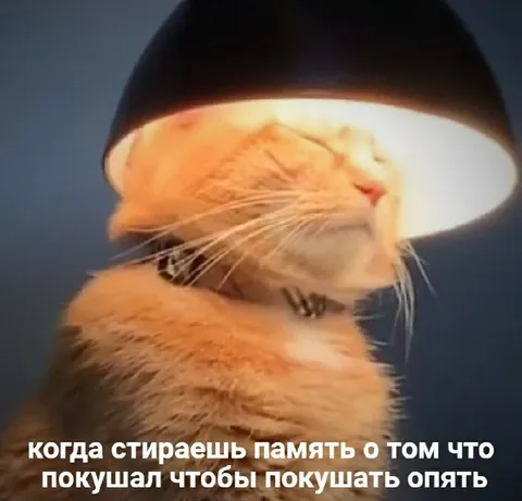 Кот забыл, что покушал