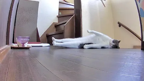 Кот растянулся на полу
