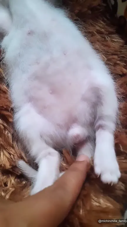 Сонный котёнок под музыку