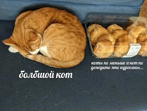 Большой кот и круассаны