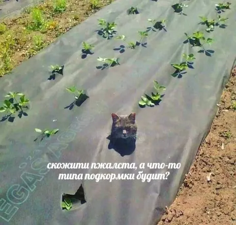 Котёнок среди грядок