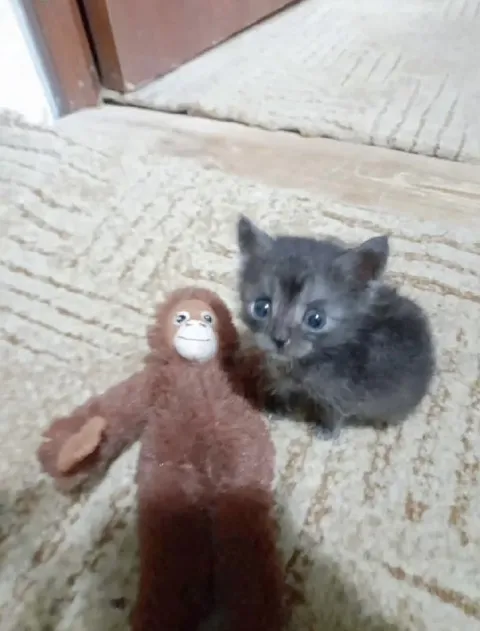 Котёнок и игрушечная обезьяна