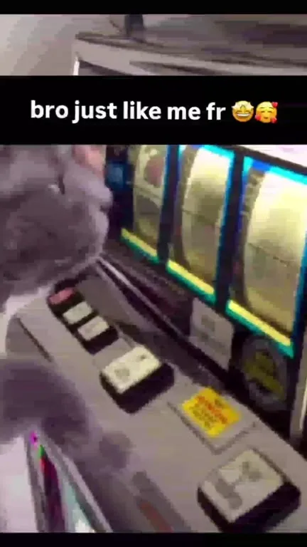 Cat Playing the Slot Machine