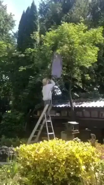 Когда полез снять кокон с дерева