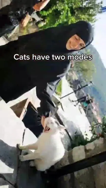 Cats Have Two Modes