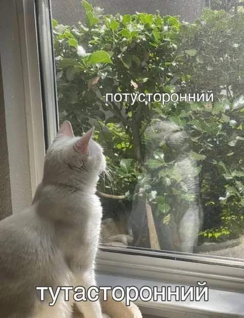 Тут и тамасторонний кот