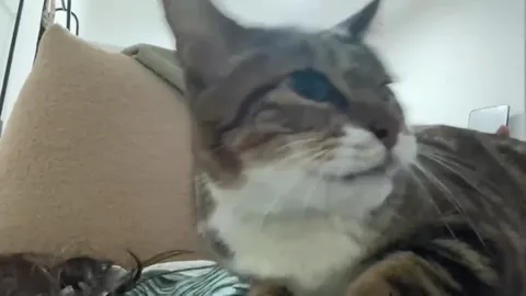 Кот поёт под рукой